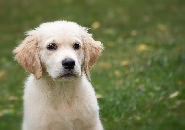 A golden retriever sits on the lawn.